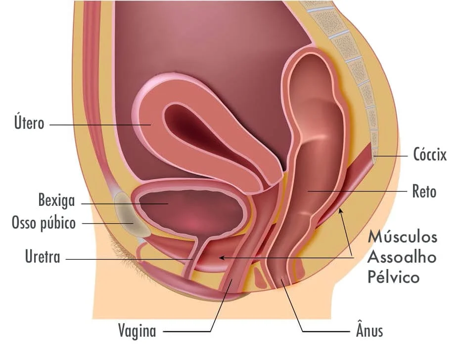 Corte anatômico vertical do baixo ventre feminino